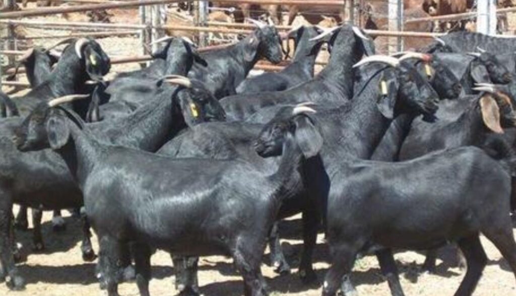 Black Bengal Goat Breeds 8292